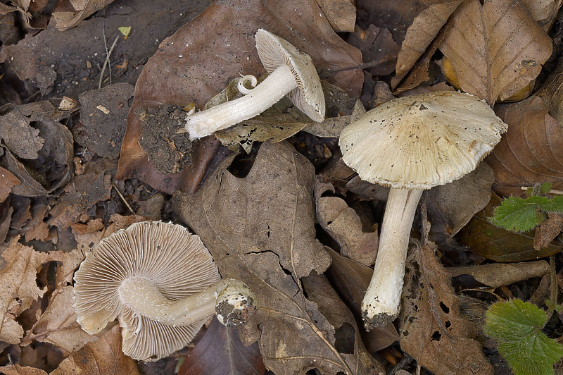 Pseudosperma obsoletum